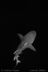 Lemon Shark Juipter Florida by Joanne Fraser 